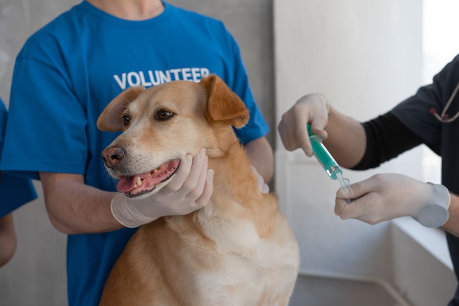 تطعيم كلاب في عيادة بيطرية هادئة